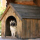 pug dog in the dog house