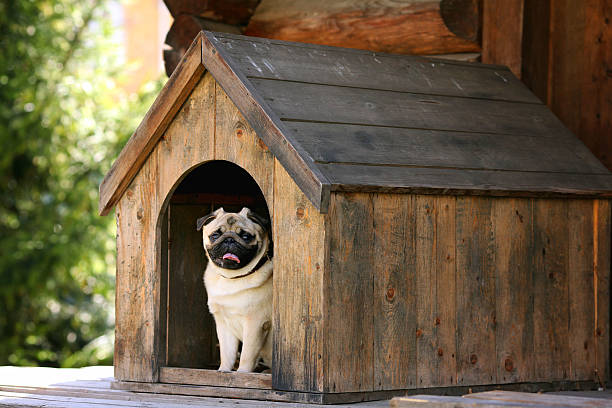 pug dog in the dog house